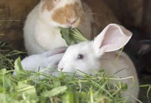 Rabbit-Sitting-and-Feeding-Peterborough