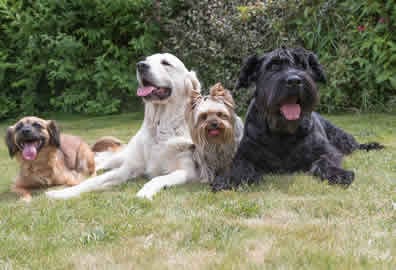 Group Dog Walks Peterborough