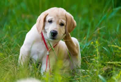 Puppy-Visiting-Peterborough Puppy-Visiting-Peterborough