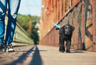 Puppy-Walking-Peterborough