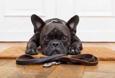 Single-Dog-Walker-Peterborough Single Dog Walks Peterborough