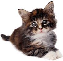 Cat Sitting Peterborough