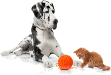kittendog dog sitting Peterborough, cat sitting Peterborough, rabbits, cats, mouse, fish, sitters Peterborough, Peterborough pet sitters