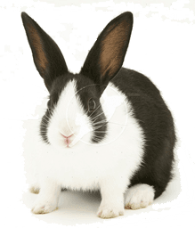 rabbit pet sitters Peterborough, pet sitting Peterborough, tropical fish sitters Peterborough, house sitters Peterborough, rabbit sitters Peterborough