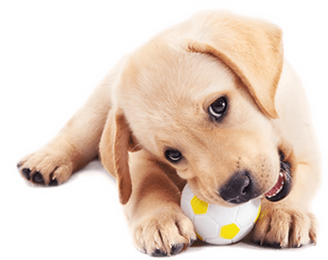 Doggy Daycare Peterborough