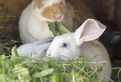 Rabbit-Sitting-and-Feeding-Peterborough