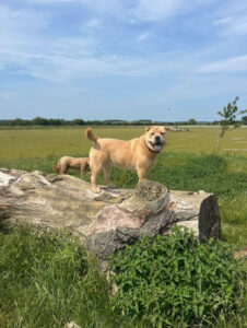 Doggy Daycare Centre Peterborough