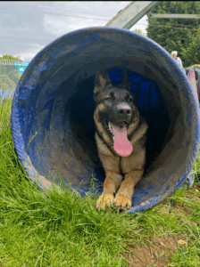 Doggy Daycare Peterborough
