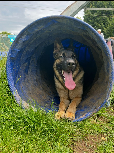 Doggy Daycare Peterborough